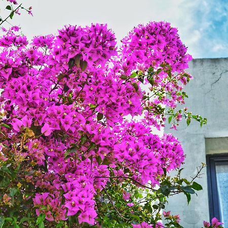 Posada Santa Rita Colonia del Sacramento Zewnętrze zdjęcie